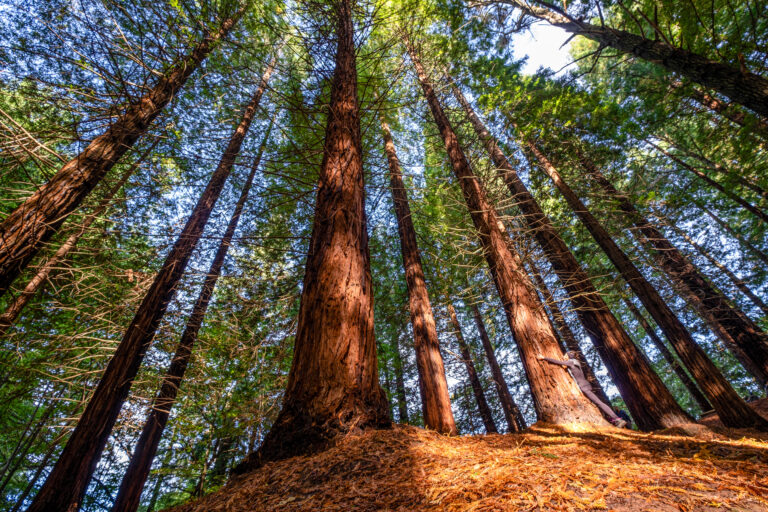 Forêt éco gérée